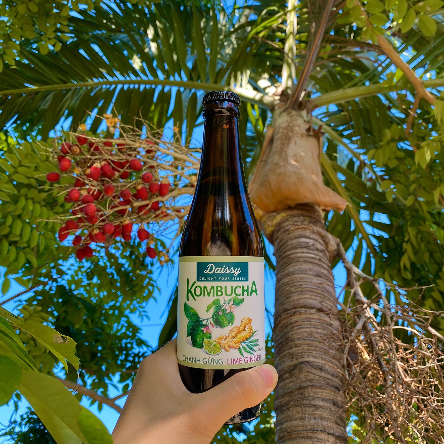 Kombucha Chanh Gừng