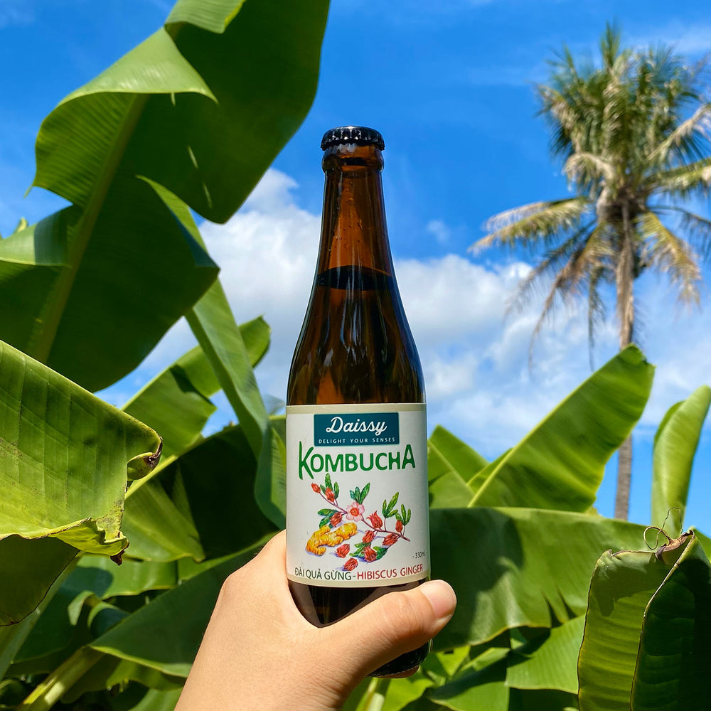 Kombucha Đài Quả Gừng
