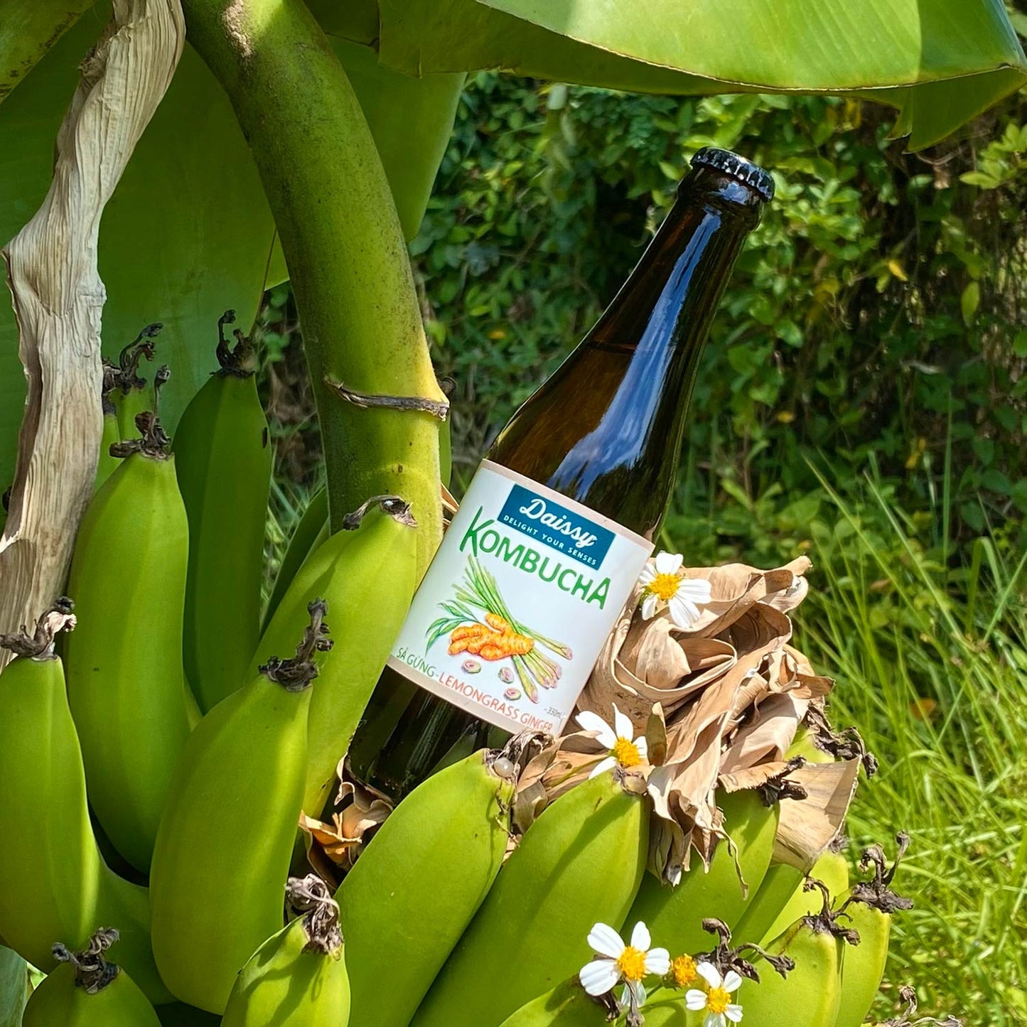 Kombucha Sả Gừng