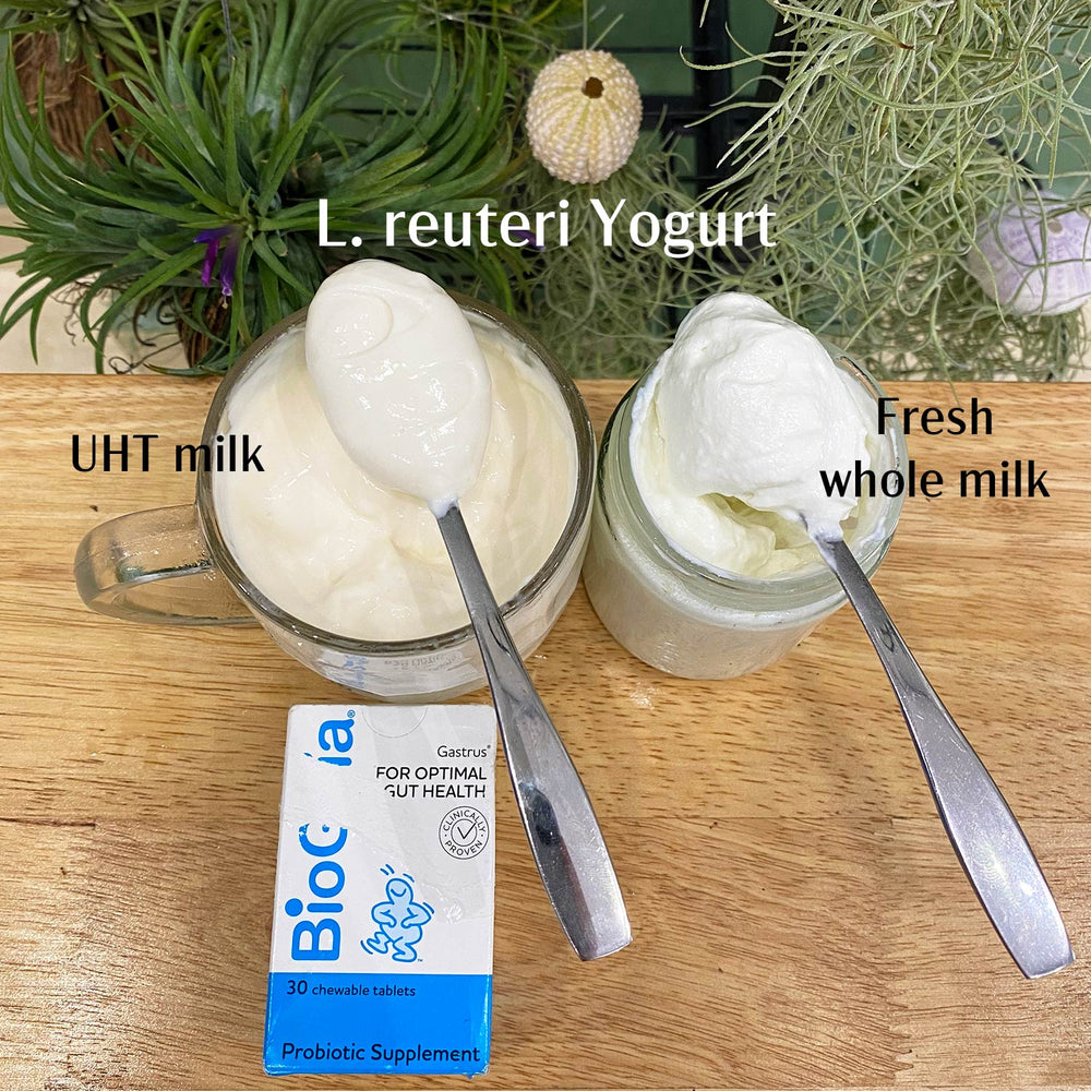 L. Reuteri Super Gut Yogurt – Daissy Whole Foods